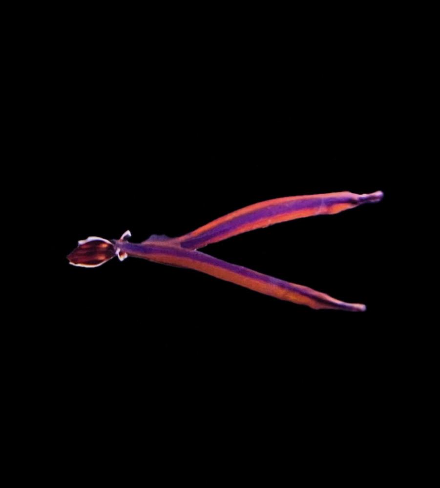 Doryrhamphus excisus - Blaustreifen Seenadel 4 - 6 cm !Paar!