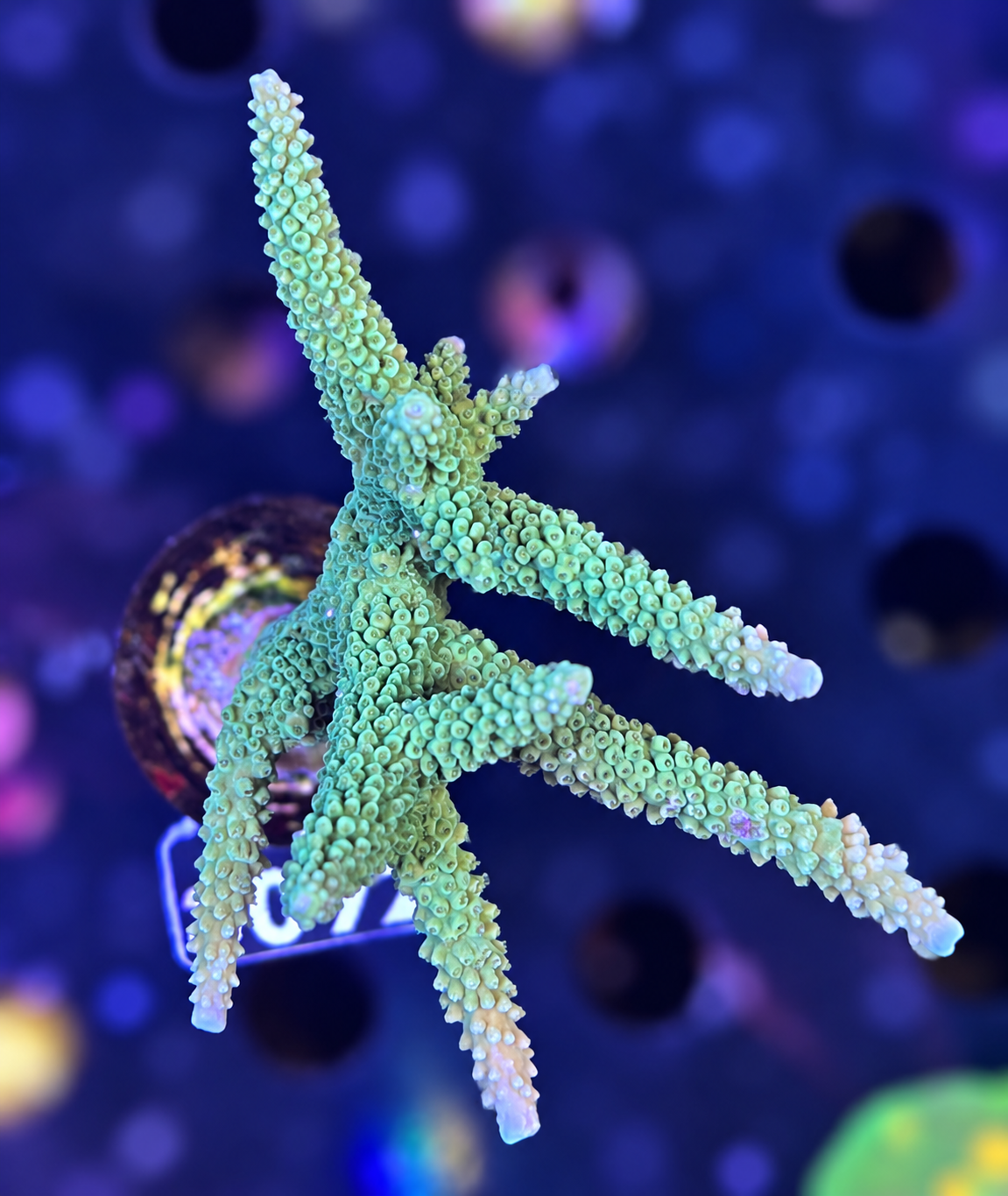 FMC Acropora loisetea