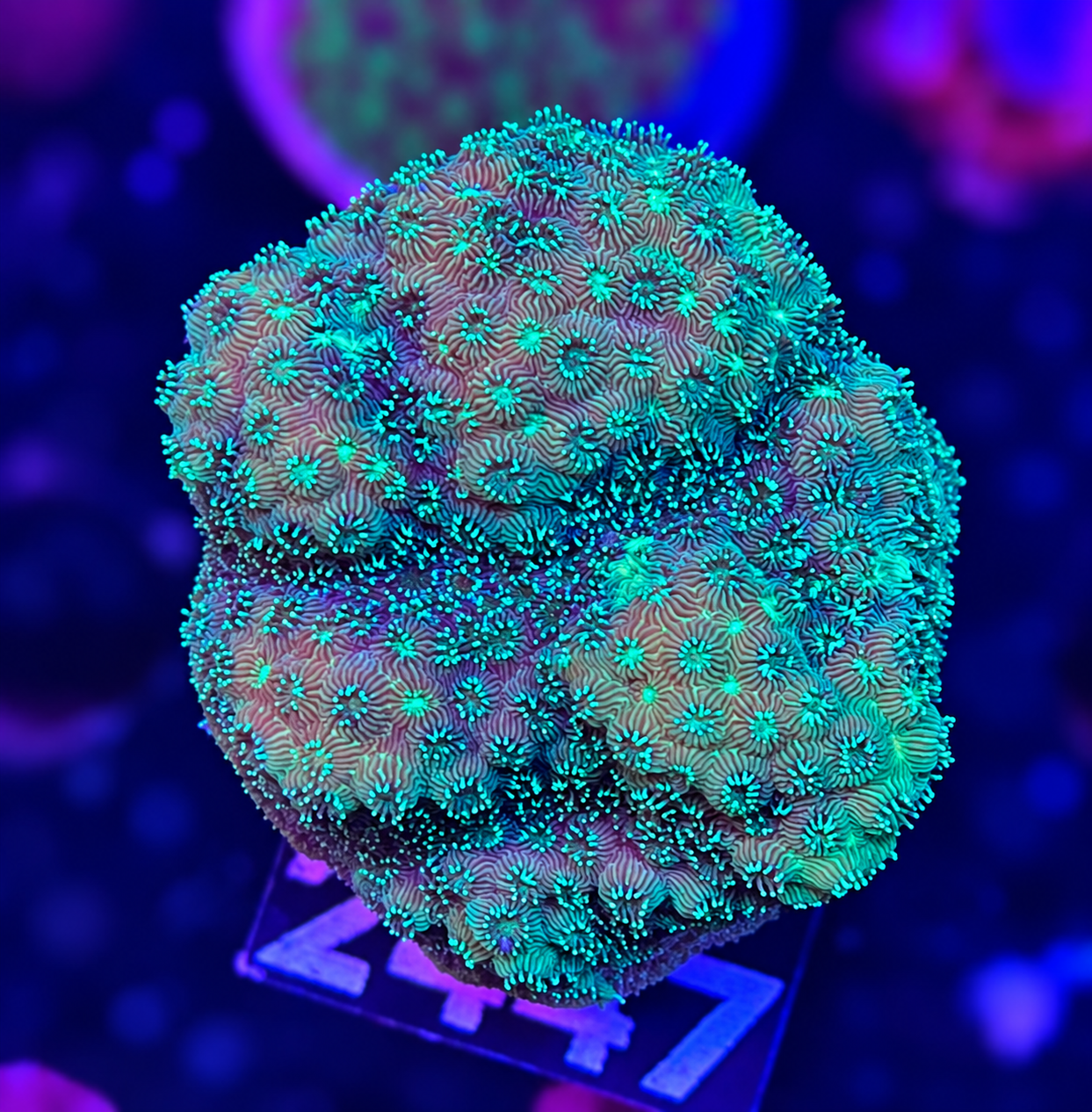 FMC Pavona maldivensis Ligt Green