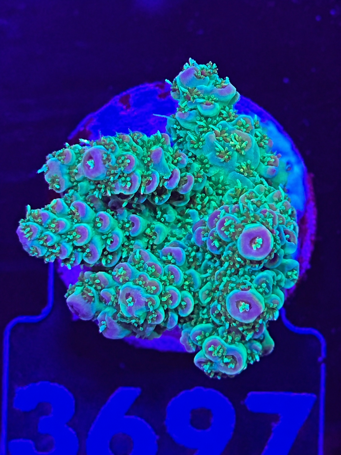 FMC Acropora mirabilis green