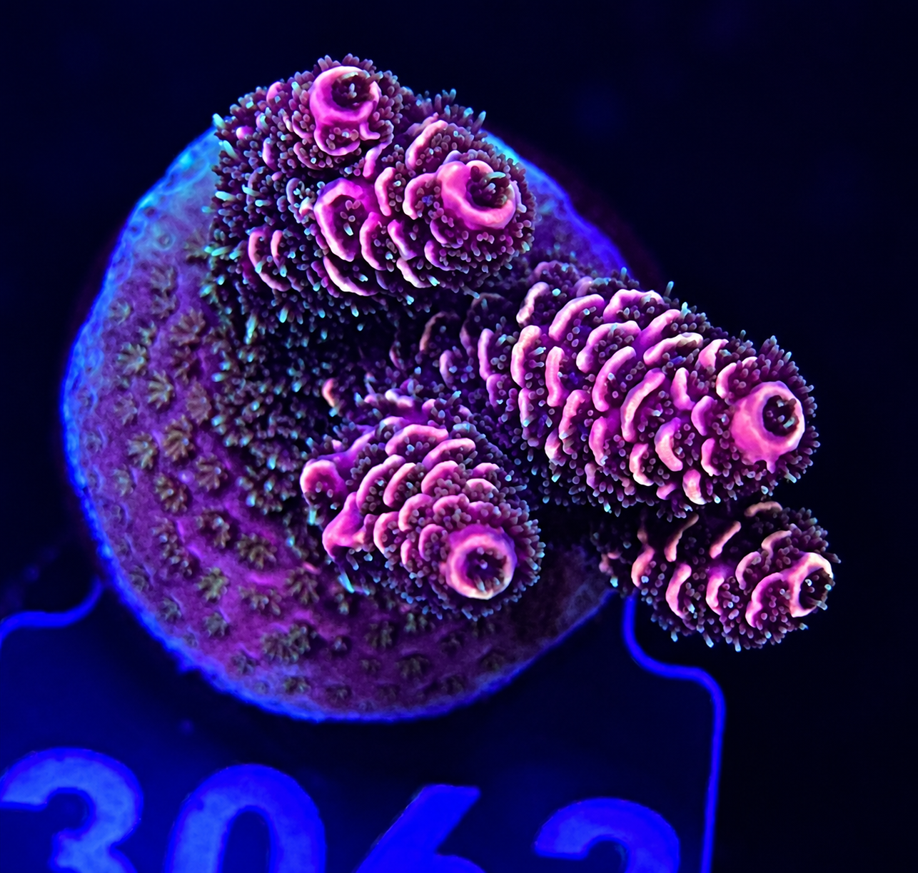 FMC Acropora Millepora Red