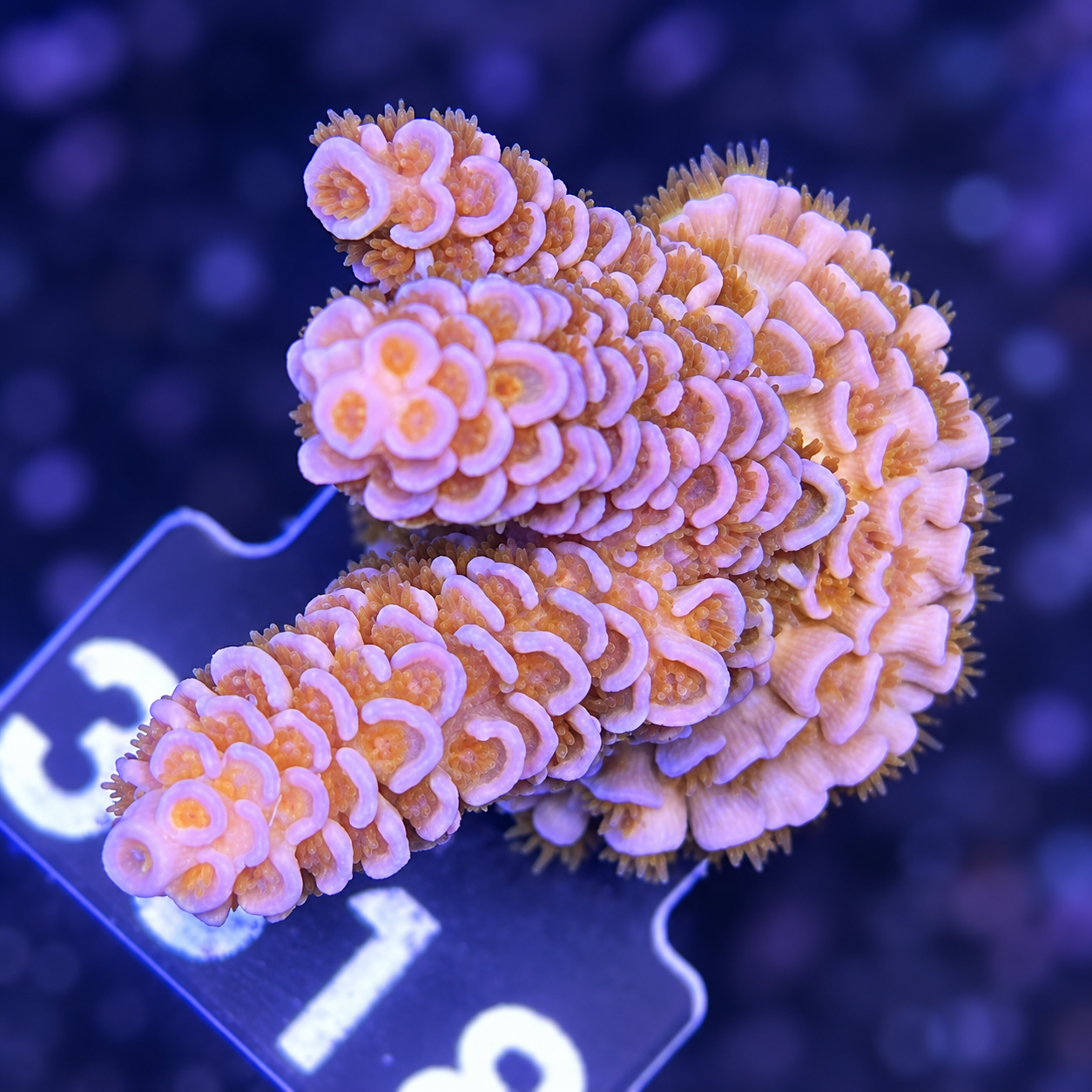 FMC Acropora tenuis