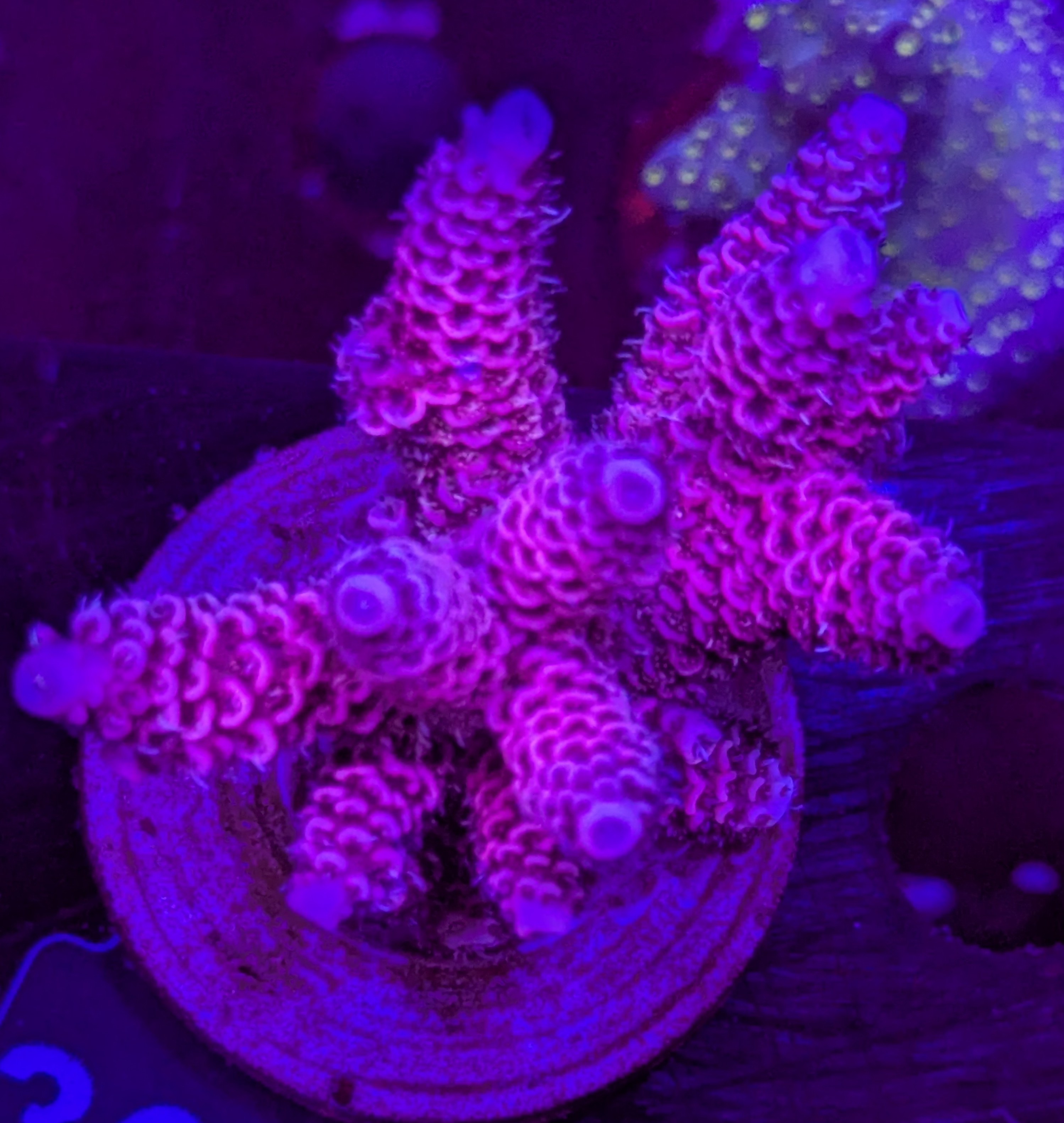 FMC Acropora millepora pink rainbow