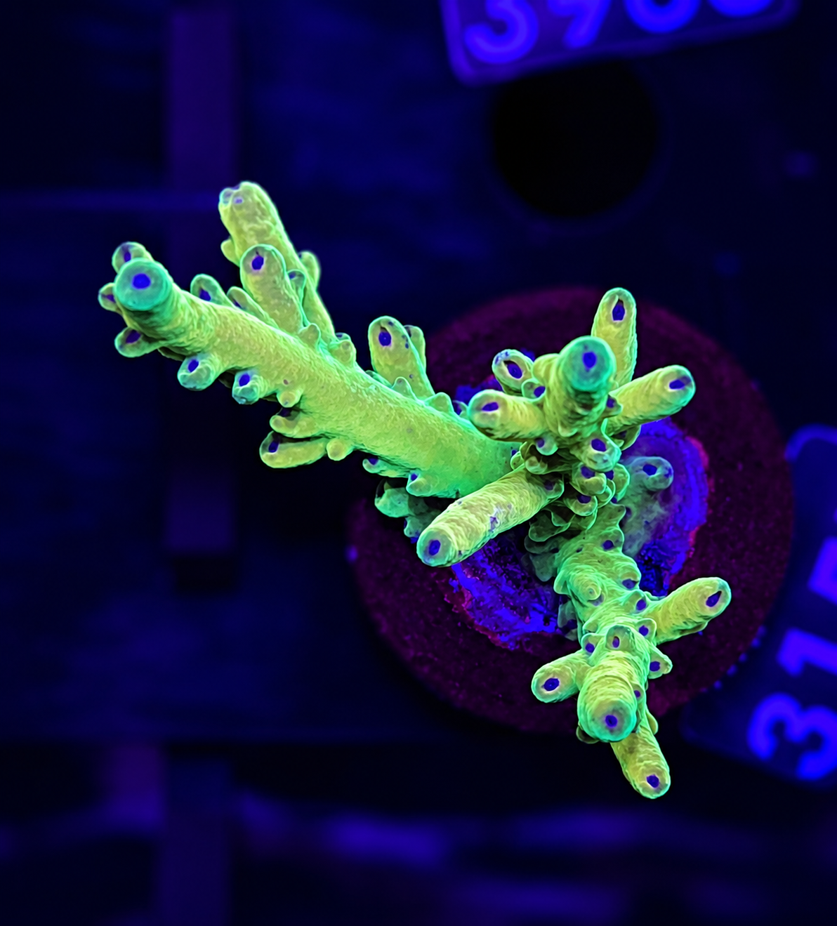 FMC Acropora lokani Jawdropper