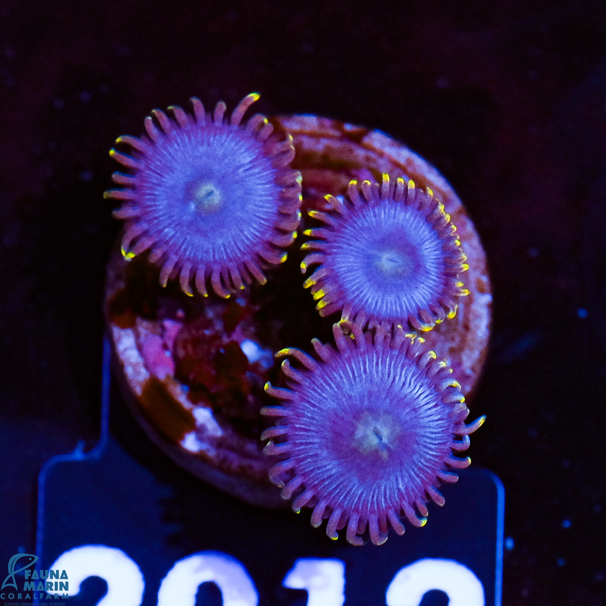 FMC Zoanthus Aussie Blue Pansies