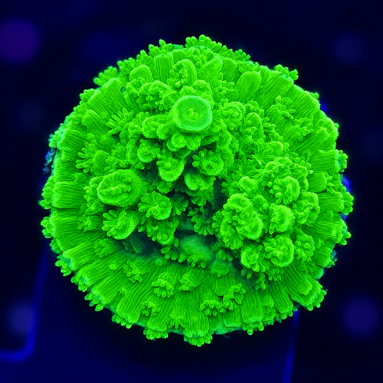 FMC Acropora tumida Green
