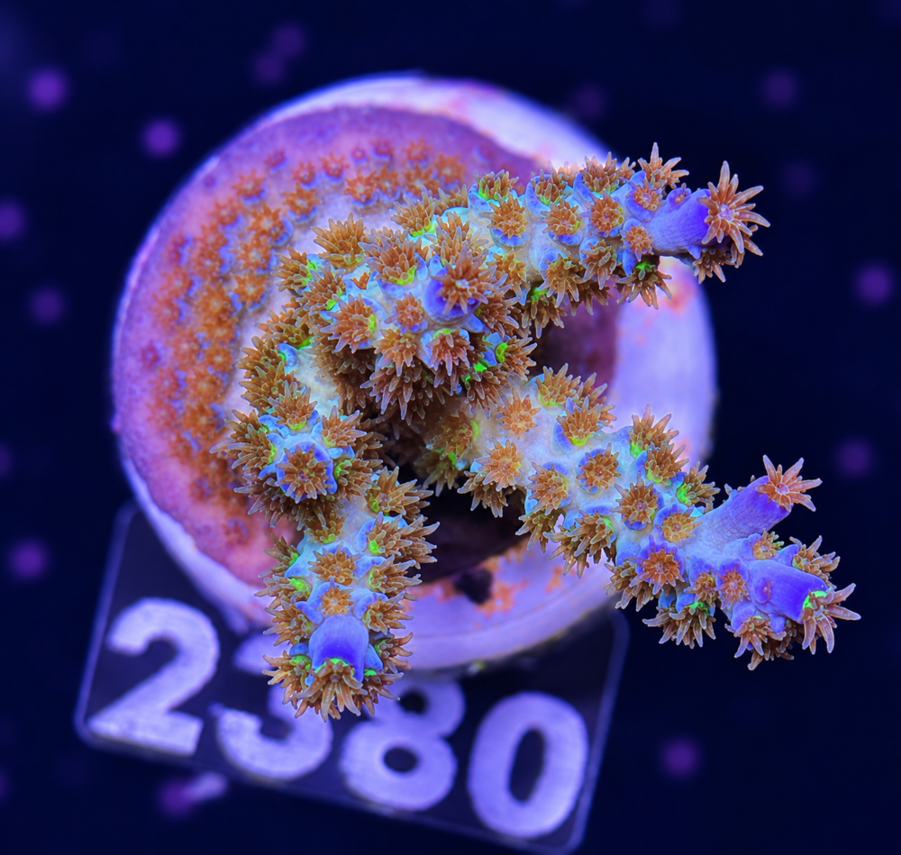 SciReef Acropora kenti Grade 2 Twin