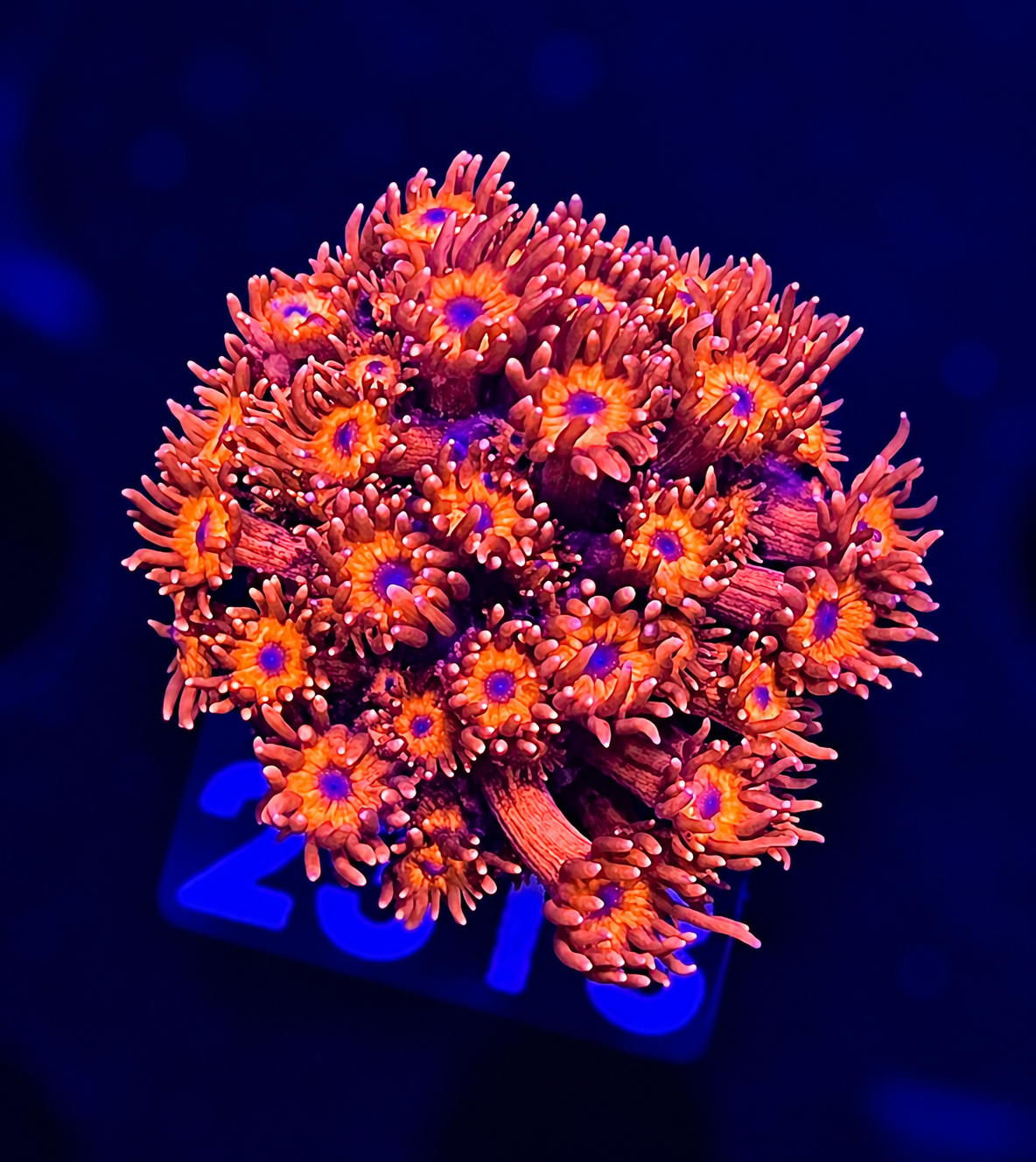 FMC Goniopora red