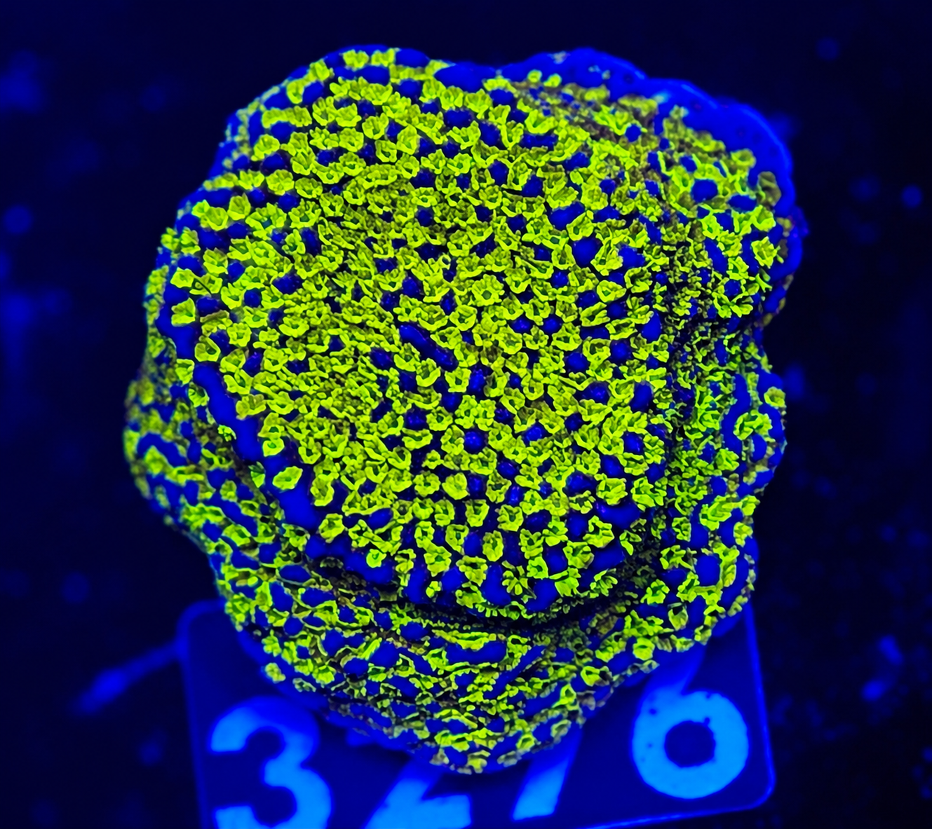 FMC Montipora Rainbow