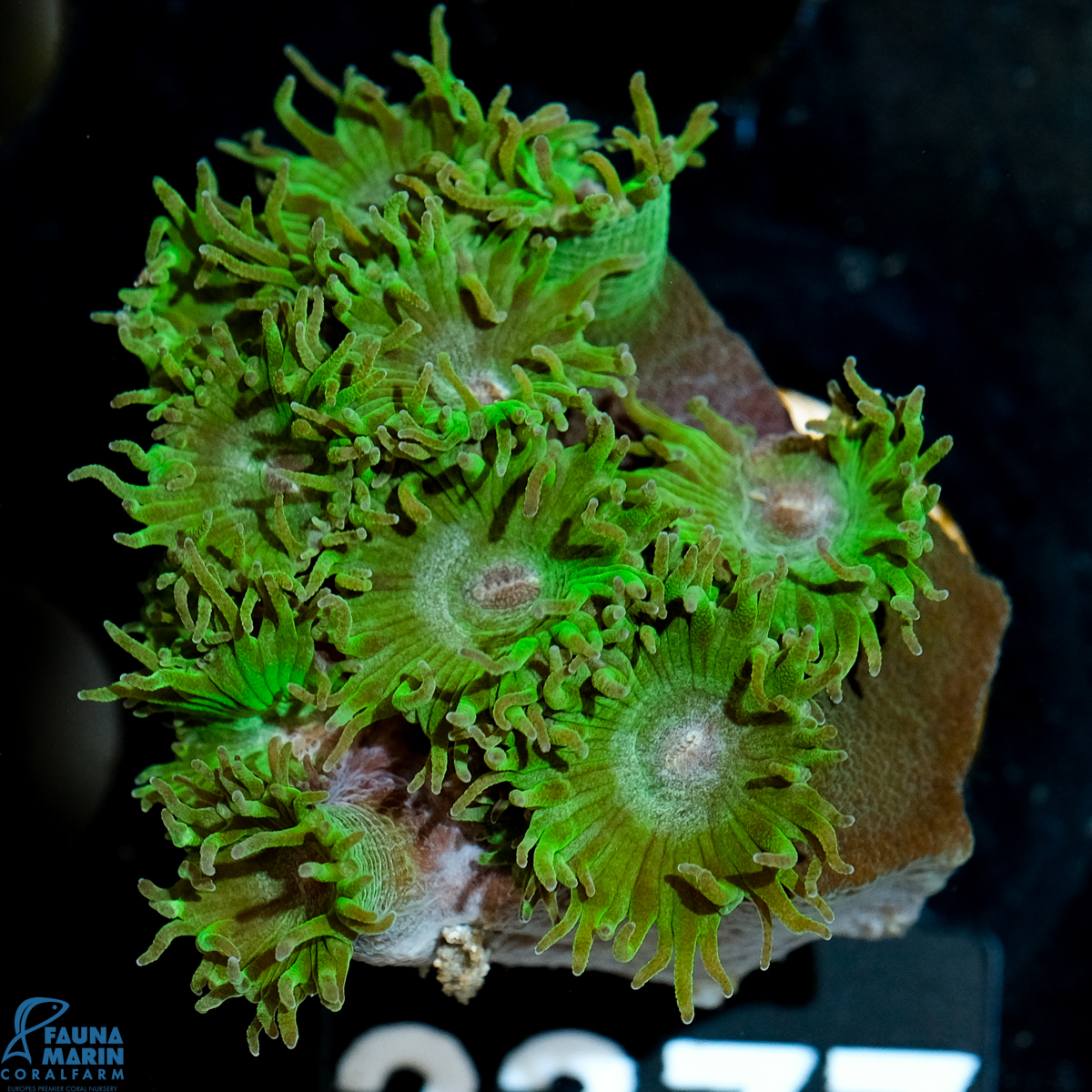 FMC Turbinaria big Polyp