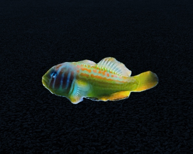 Gobiodon histrio - Blaupunkt Korallengrundel