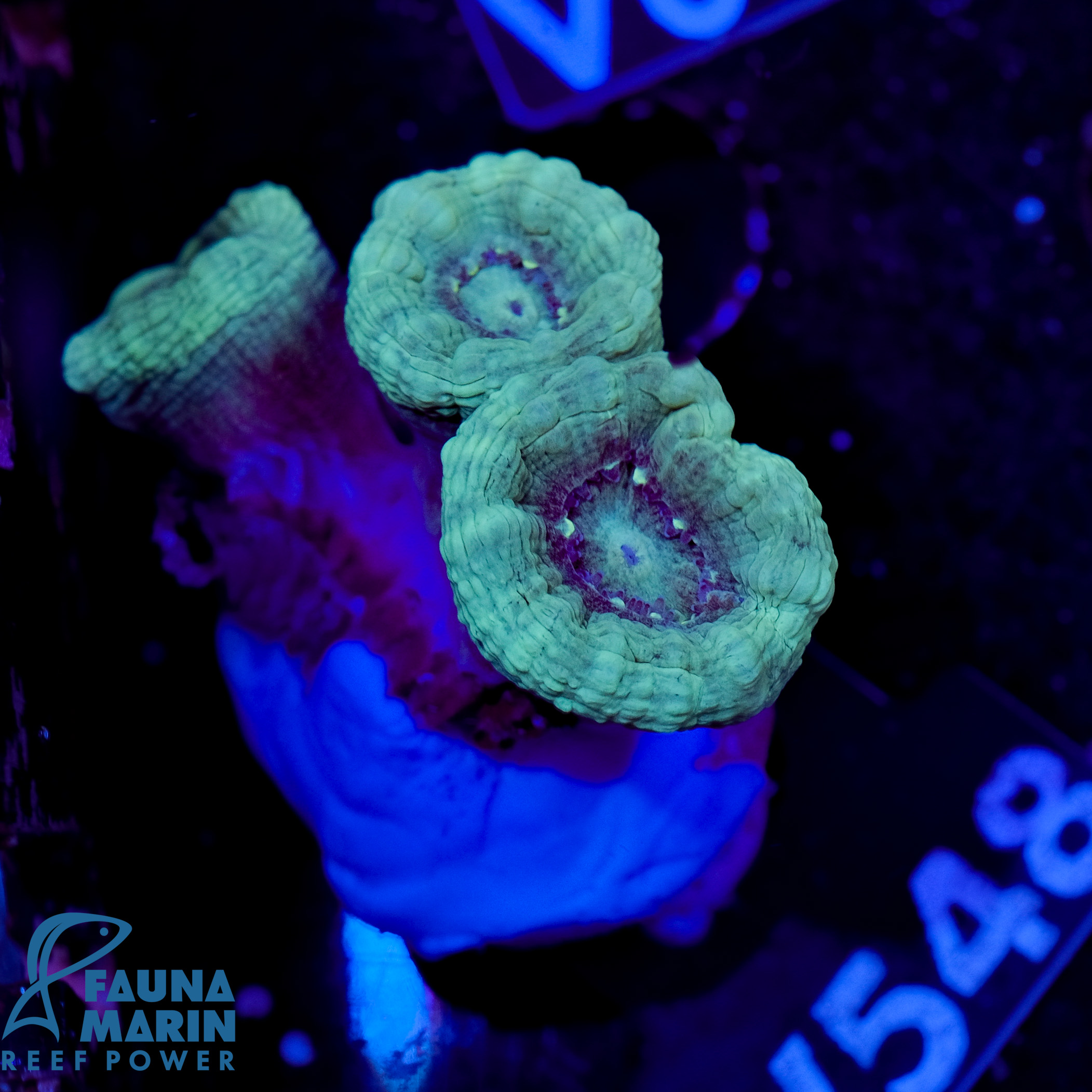 FMC Caulastrea curvata Mint Green V