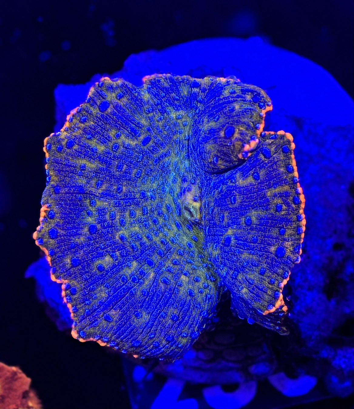 FMC Discosoma orange ring