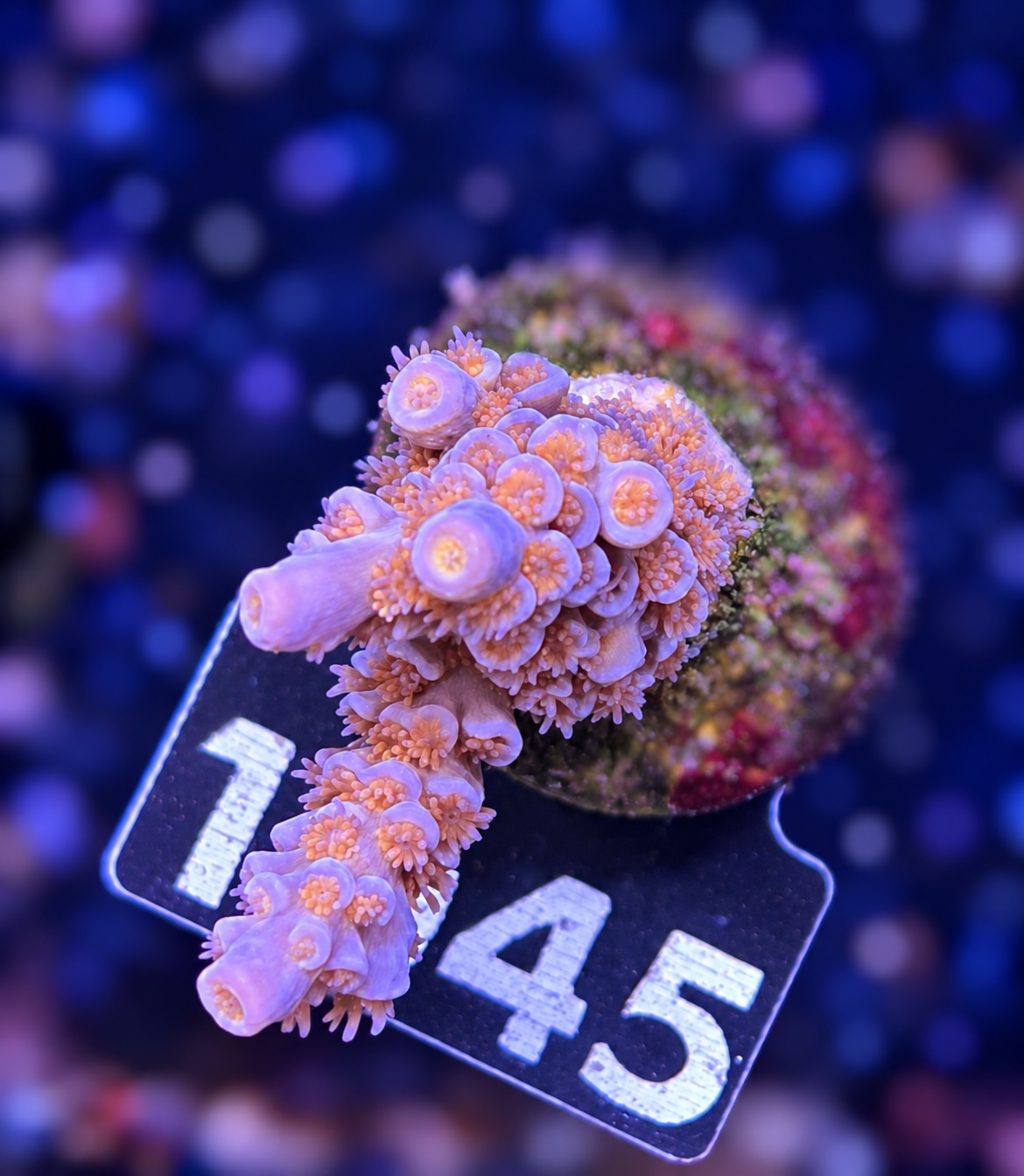 FMC Acropora tenuis Pinky