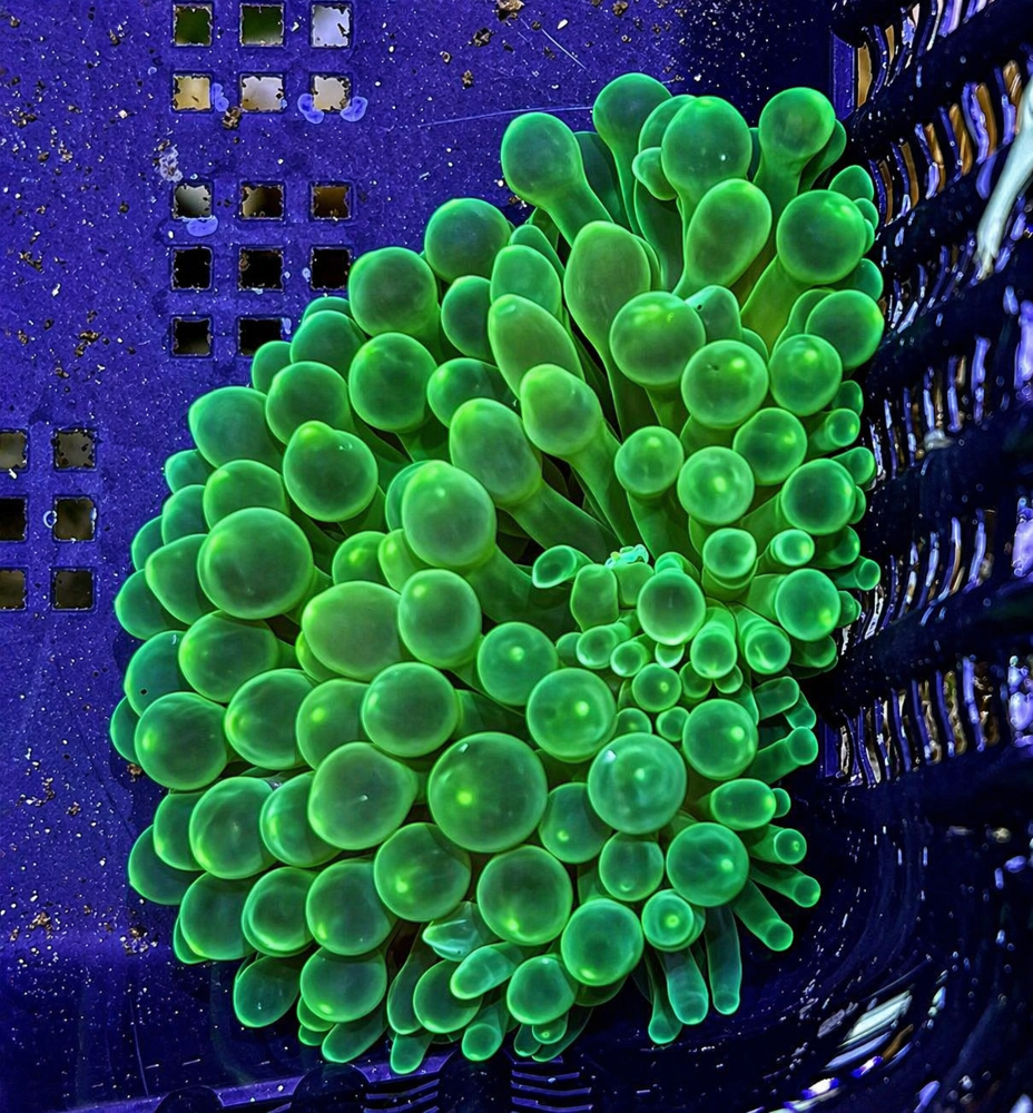 FMC Entacmaea quadricolor green bubbles V