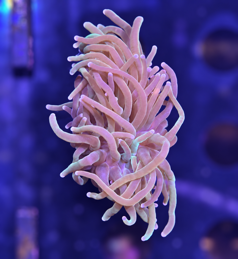 FMC Euphyllia glabrescens light tips 1 Head V
