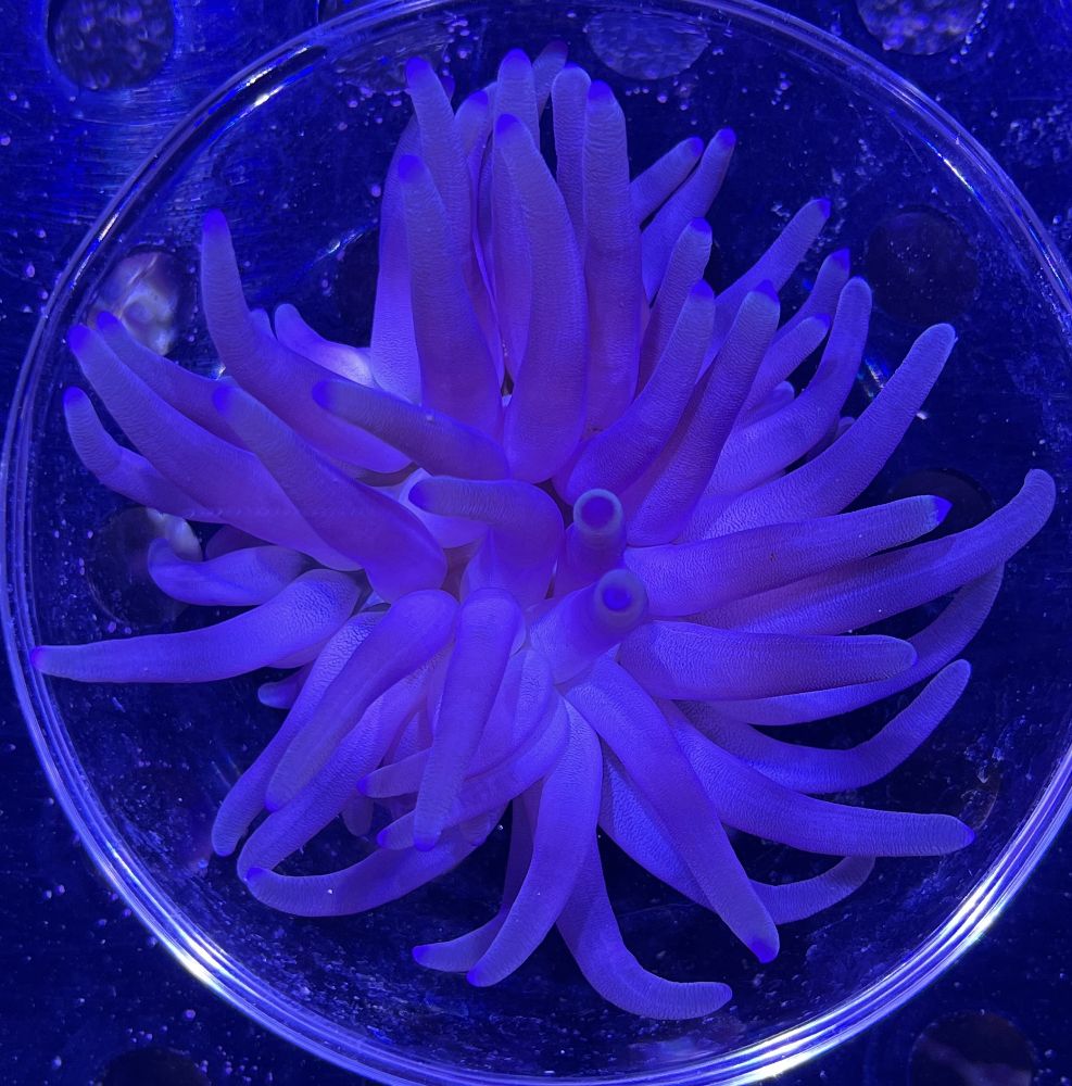 FMC Condylactis gigantea purple - Karibische Goldrose