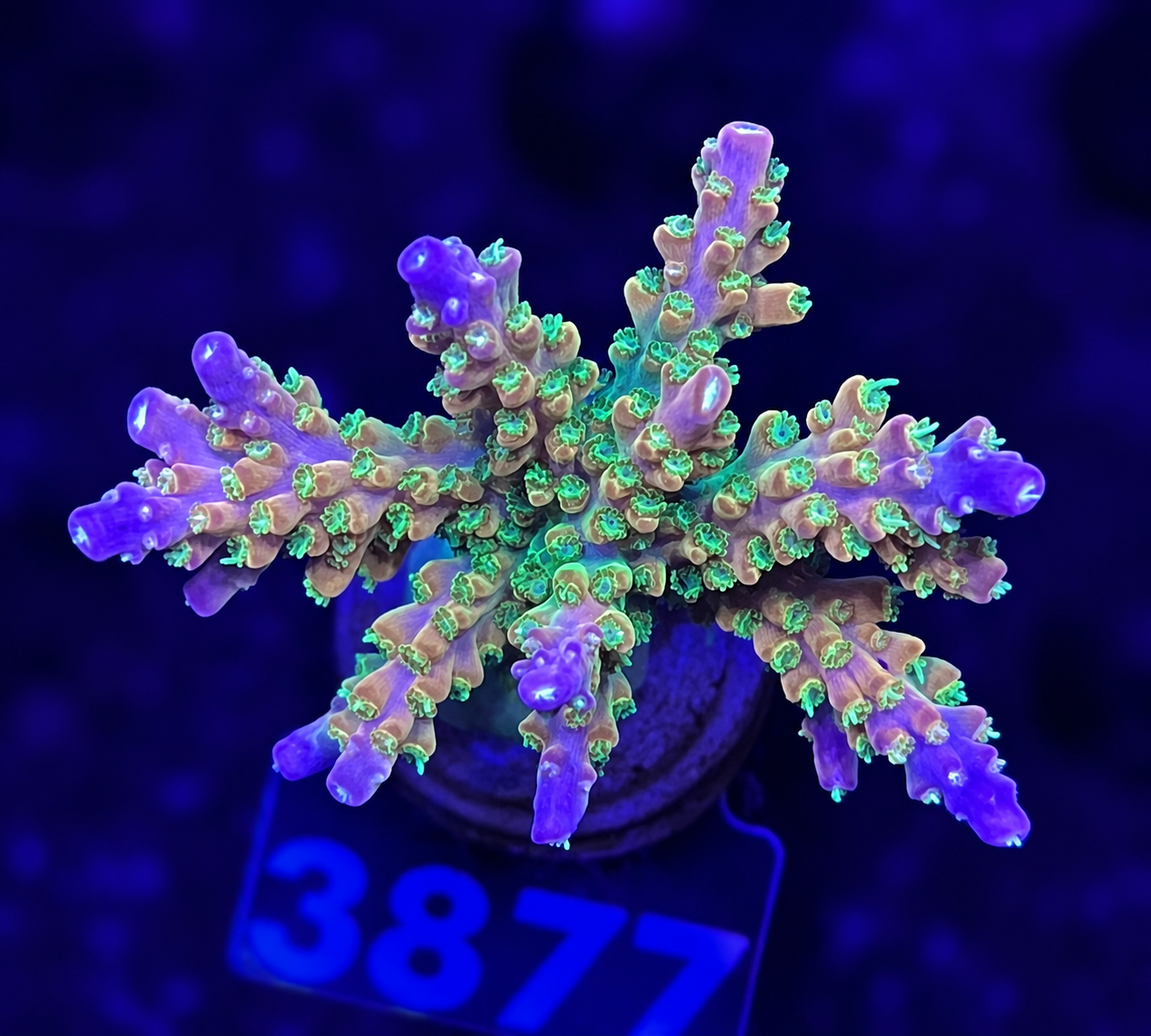 FMC Acropora divaricata Mango Garden