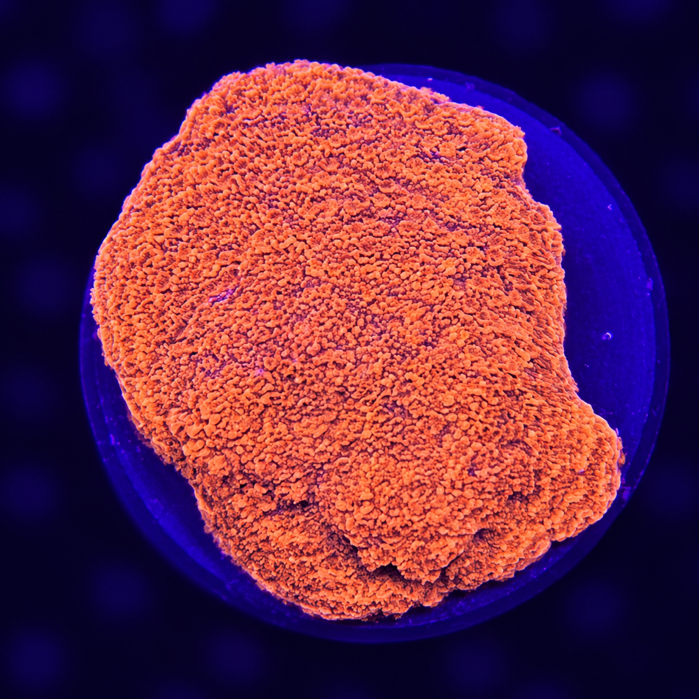 FMC Montipora encrusting super red + Coral Mount V