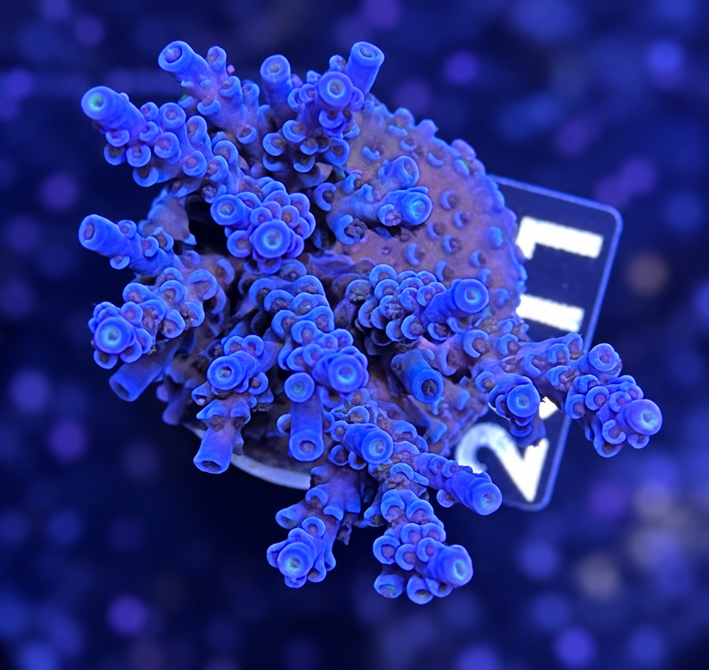 SciReef Acropora kenti Grade 2 Twin