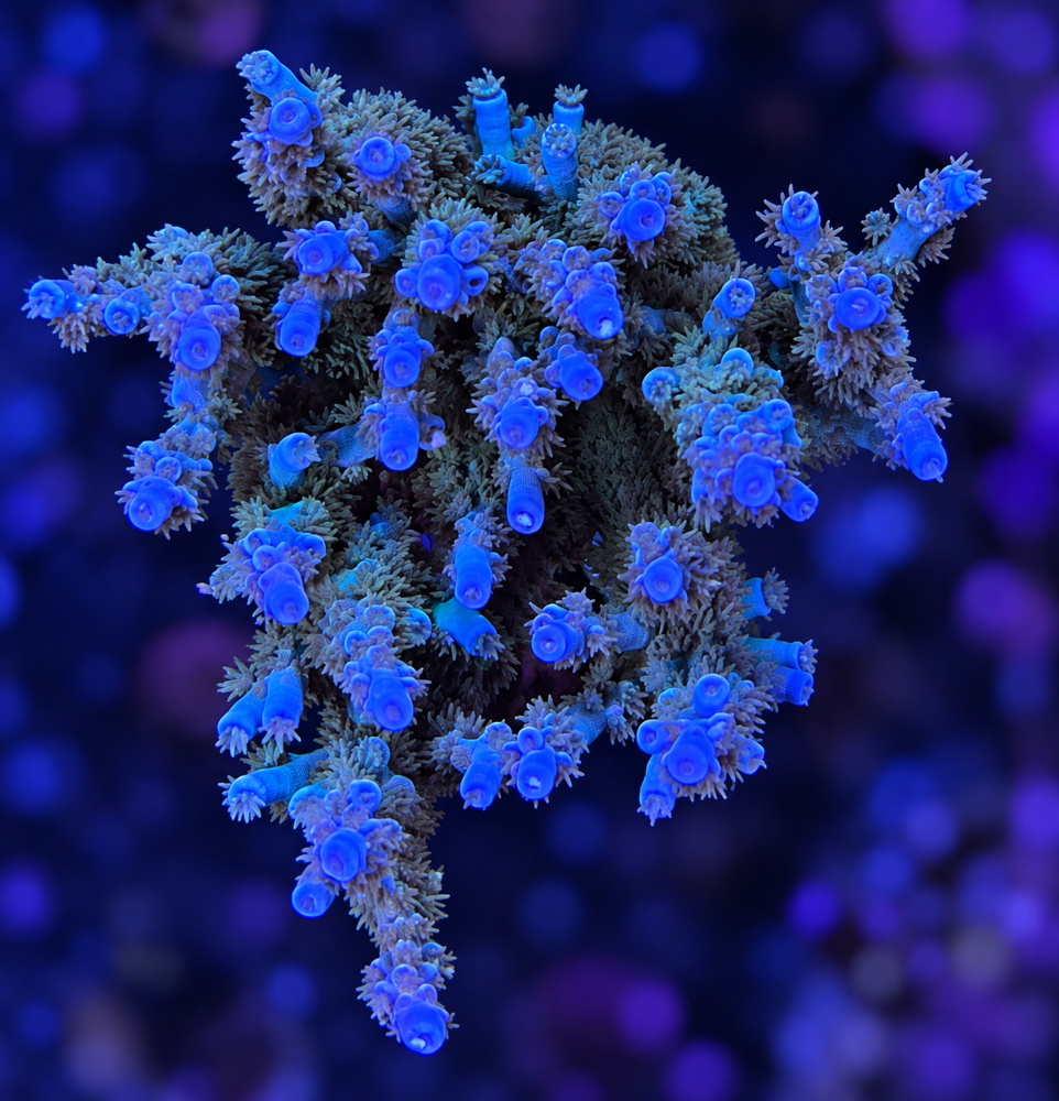 SciReef Acropora kenti Grade 1 Unique