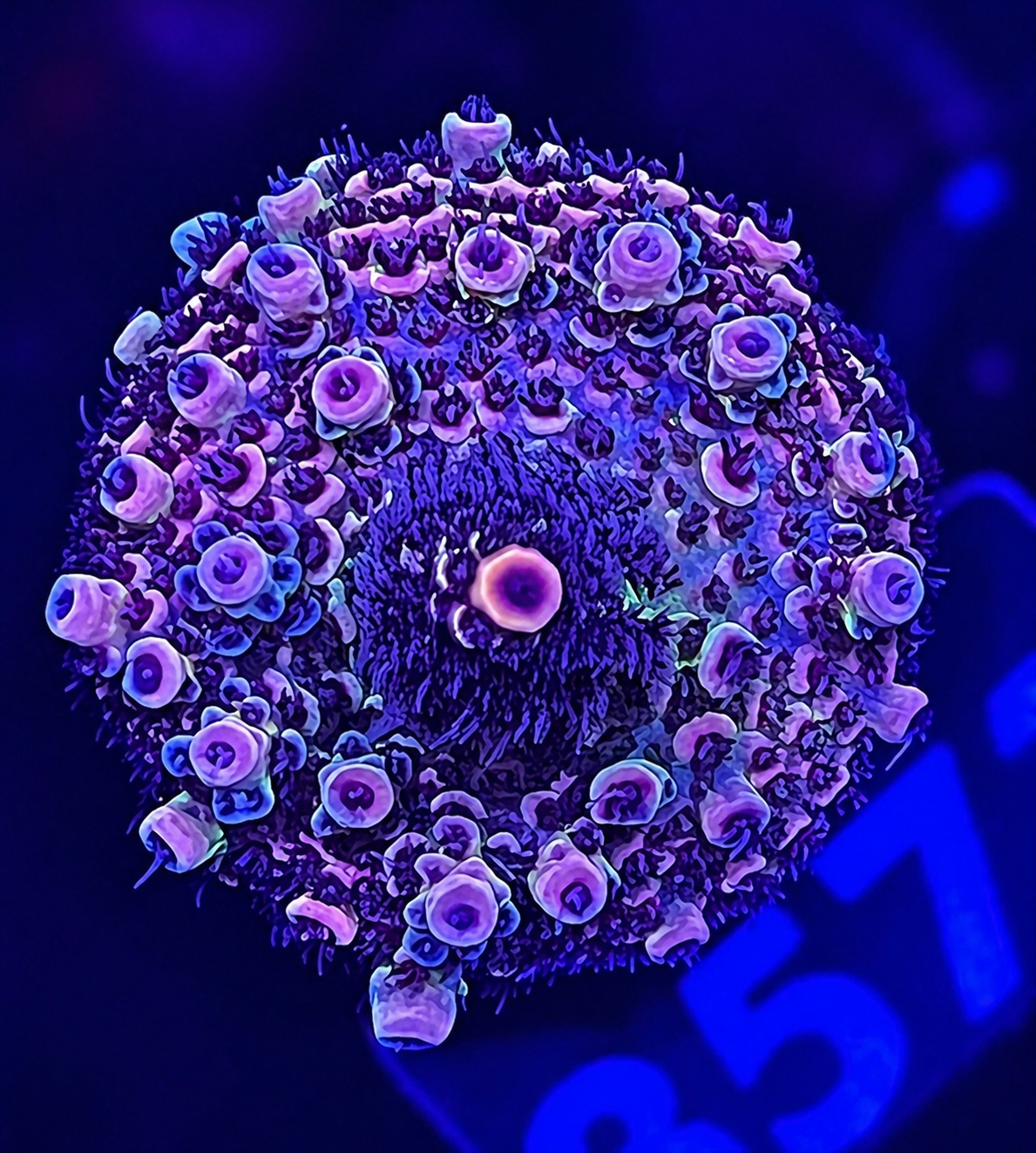 FMC Acropora millepora purple shine