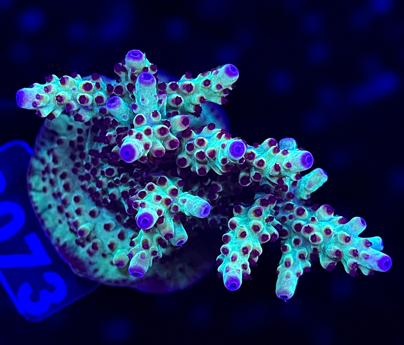 FMC Acropora insignis Jungle Orchid
