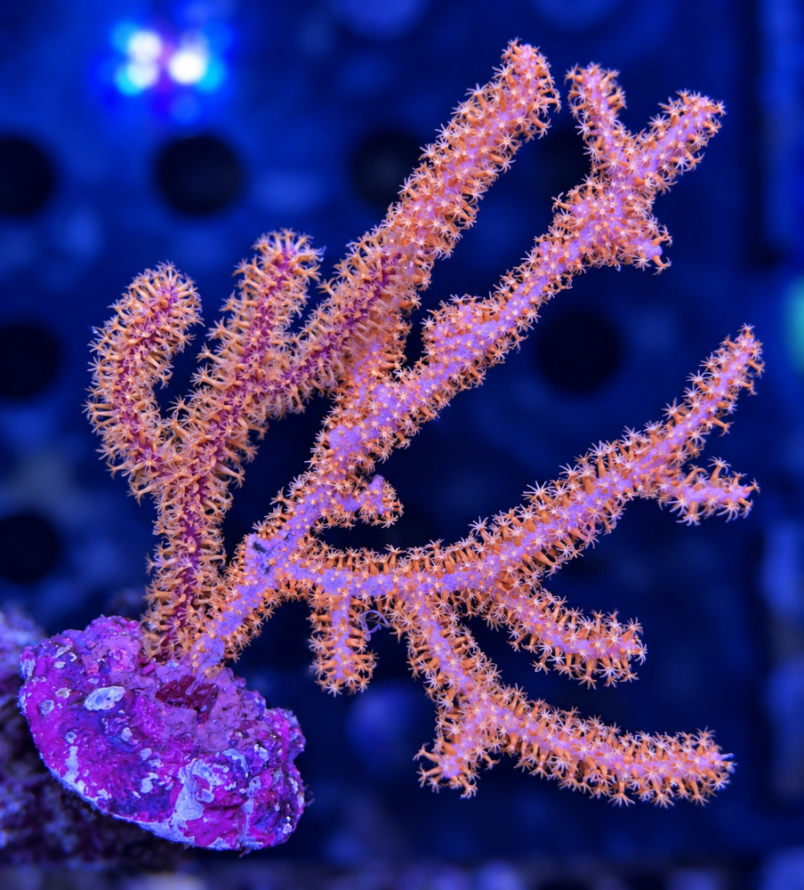 FMC Gorgonia sp.