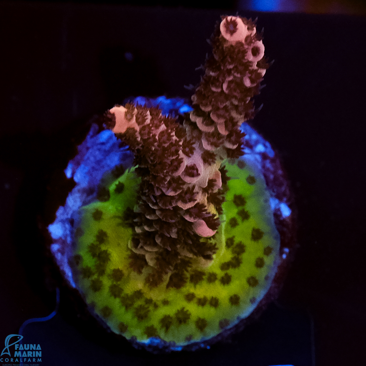 FMC Acropora millepora Pink n Green