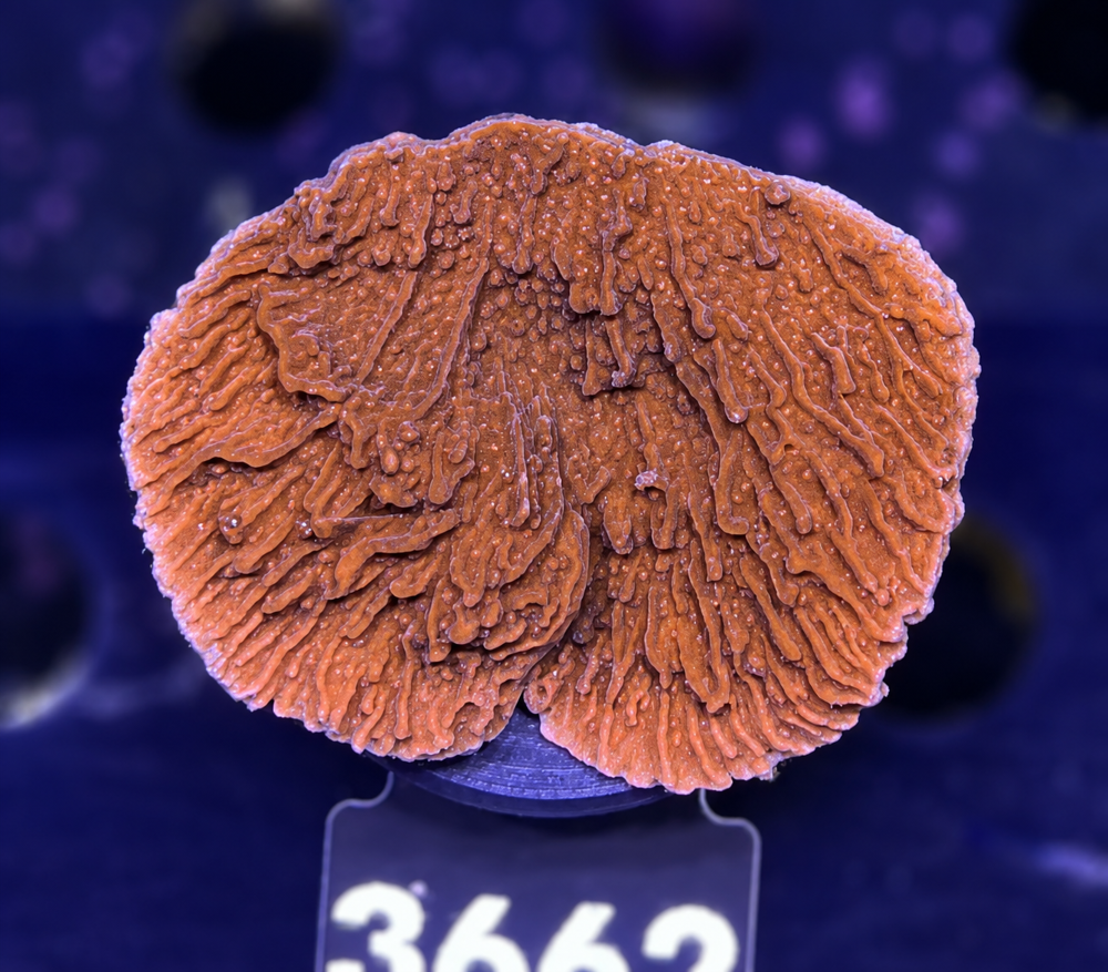 FMC Montipora Plating Red + Coral Mount