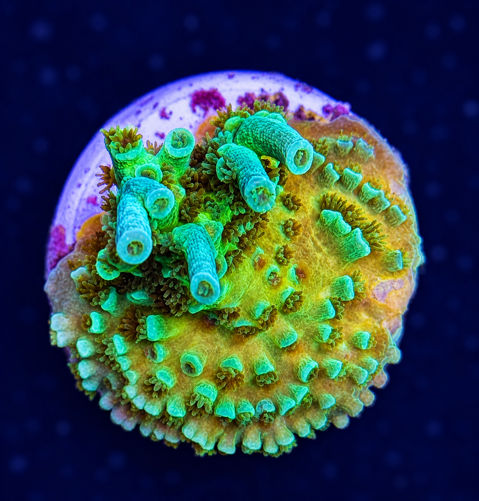 SciReef Acropora tenuis TWIN Grade 2 "long finger" V