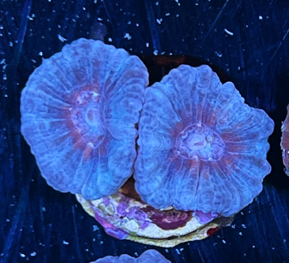 FMC Caulastrea curvata blue 2-3 Polypen V