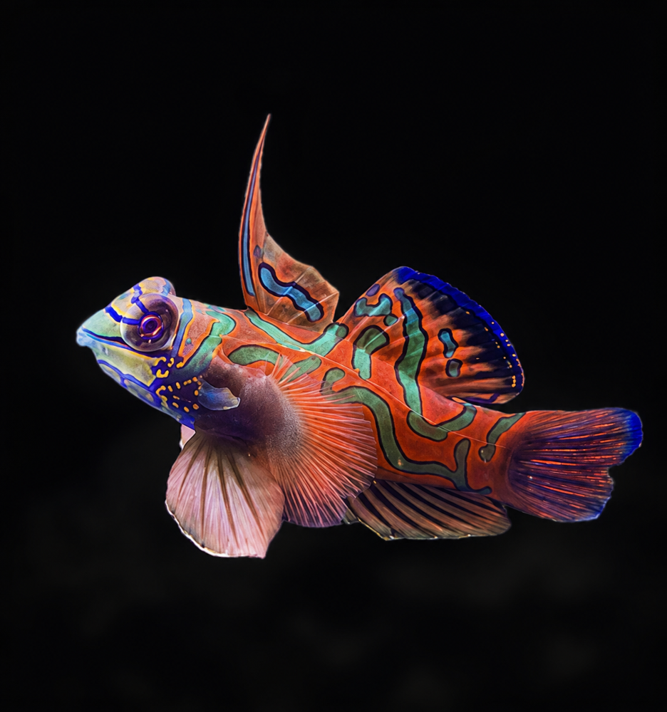 Synchiropus splendidus - Mandarinfisch 3-5 cm Männchen