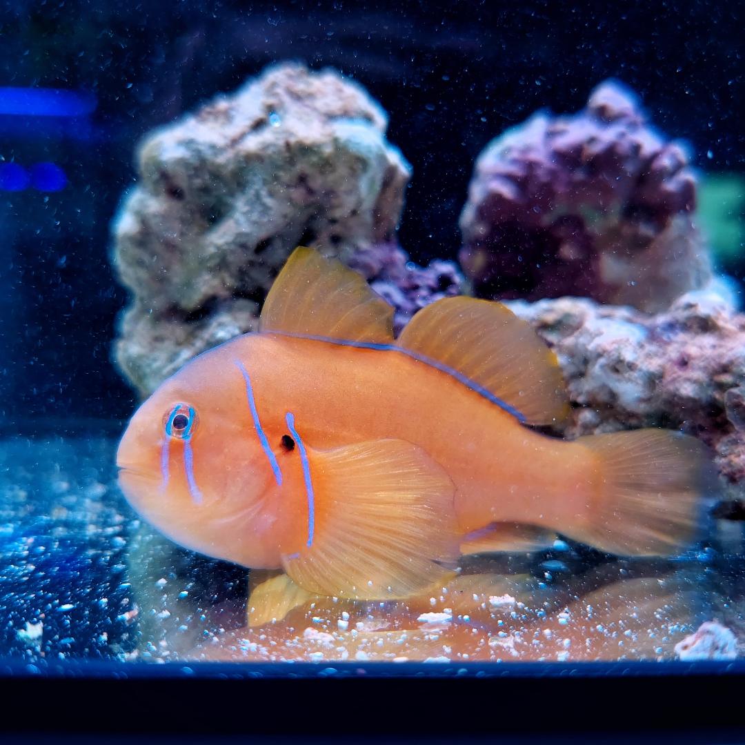 FMC Gobiodon Citrinus - Zitronengrundel