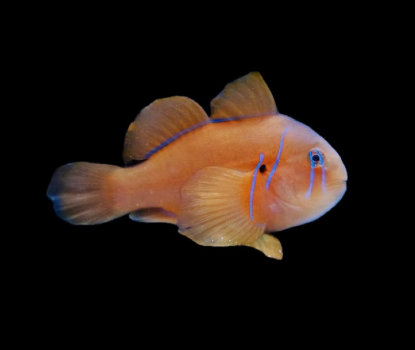 Gobiodon Citrinus - Zitronengrundel