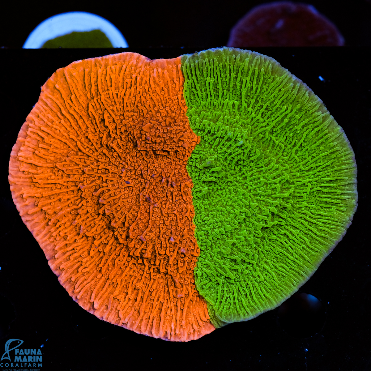 FMC Montipora Red + Green double
