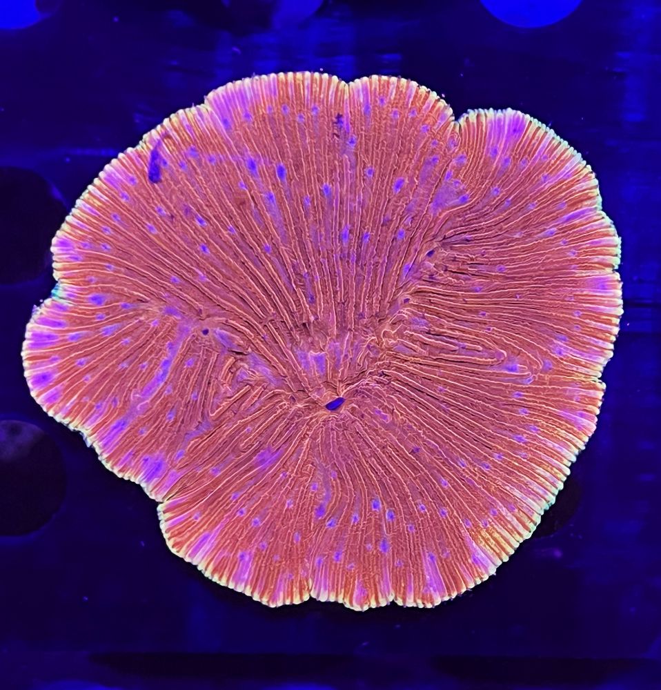 FMC Diaseris fragilis orange