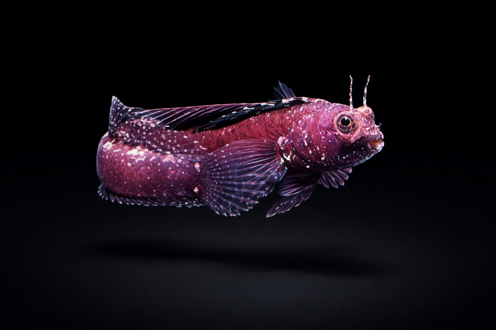 Emblemaria pandionis - Segelflossen Blenny