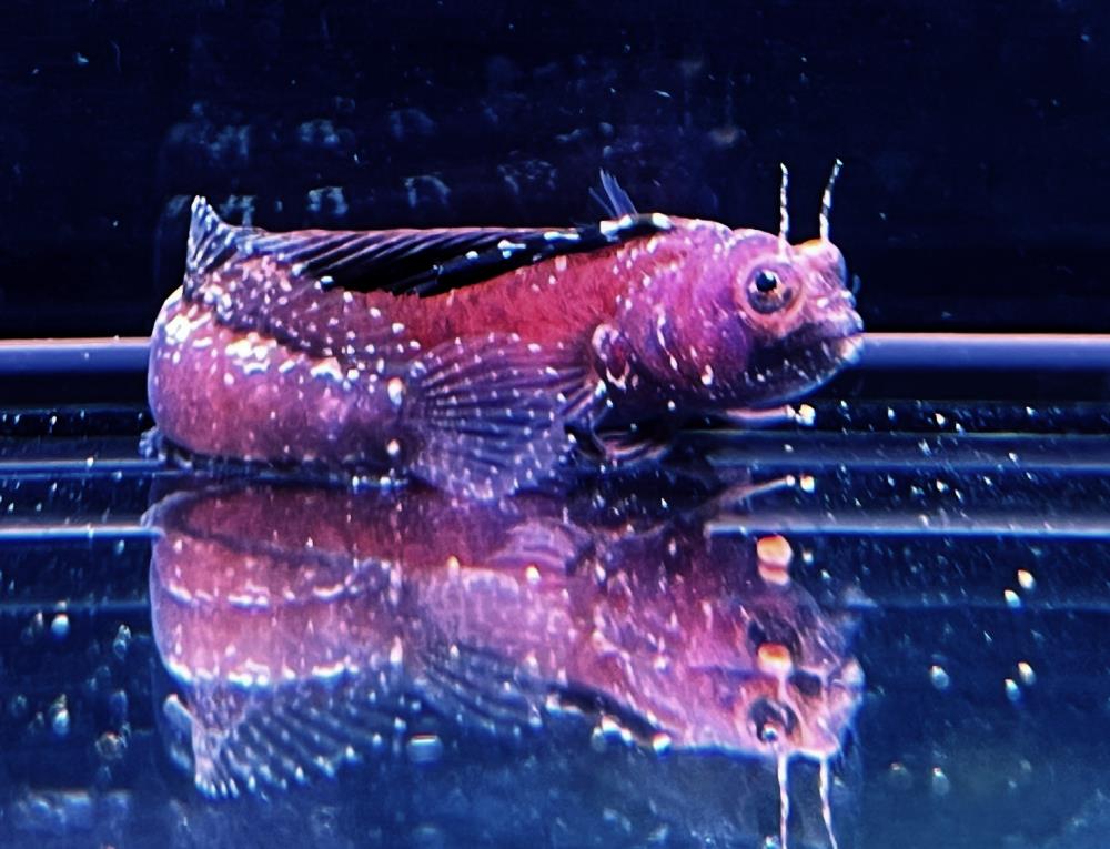 Emblemaria pandionis - Segelflossen Blenny