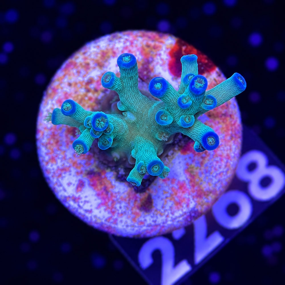 SciReef Acropora tenuis TWIN Grade 2 "Ice Fire" V