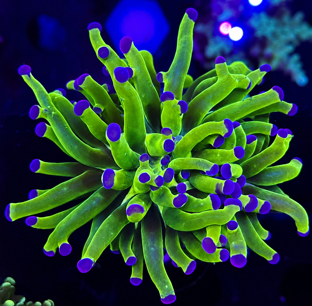 FMC Euphyllia paradivisa bicolor