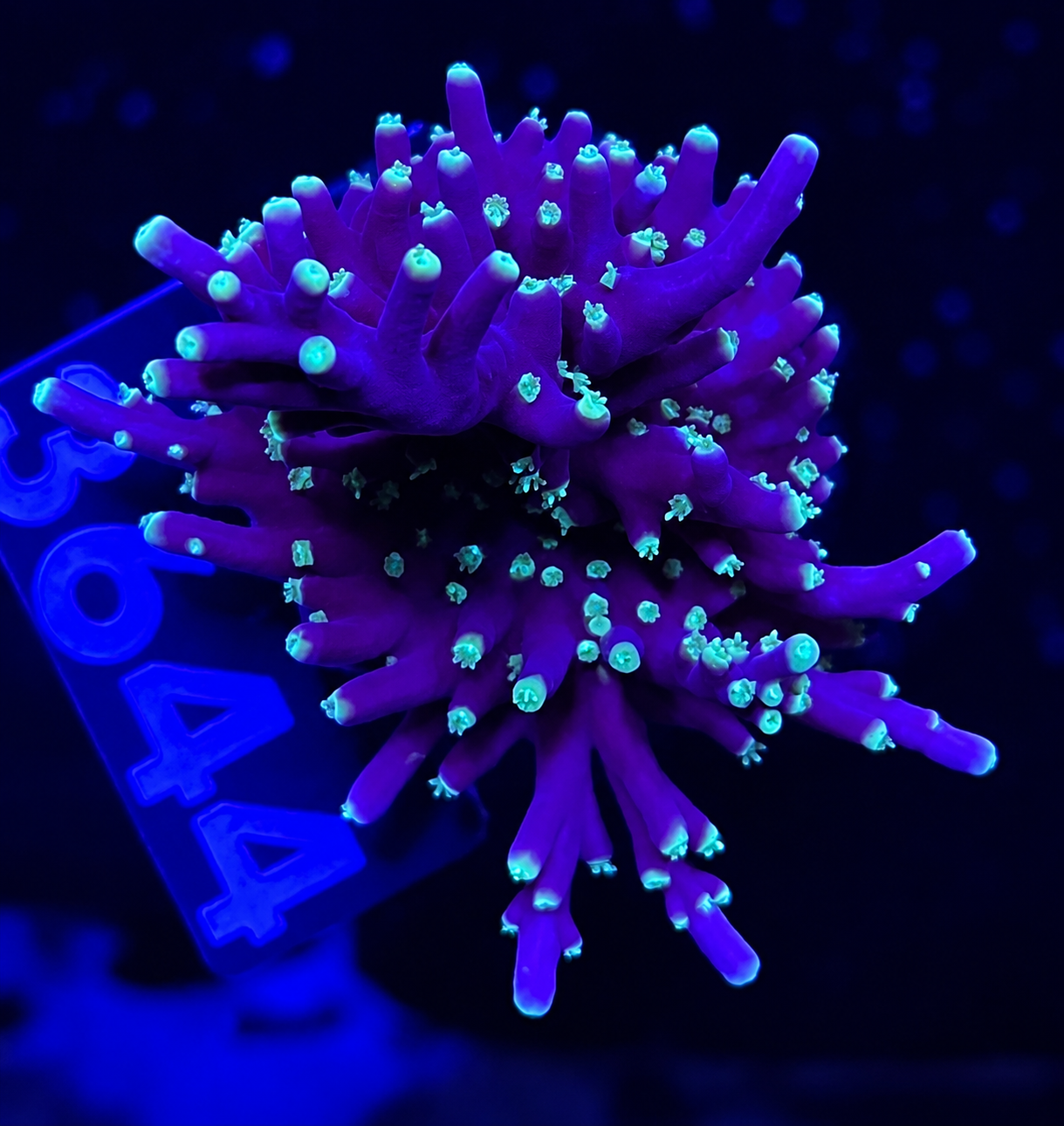 FMC Acropora carduus