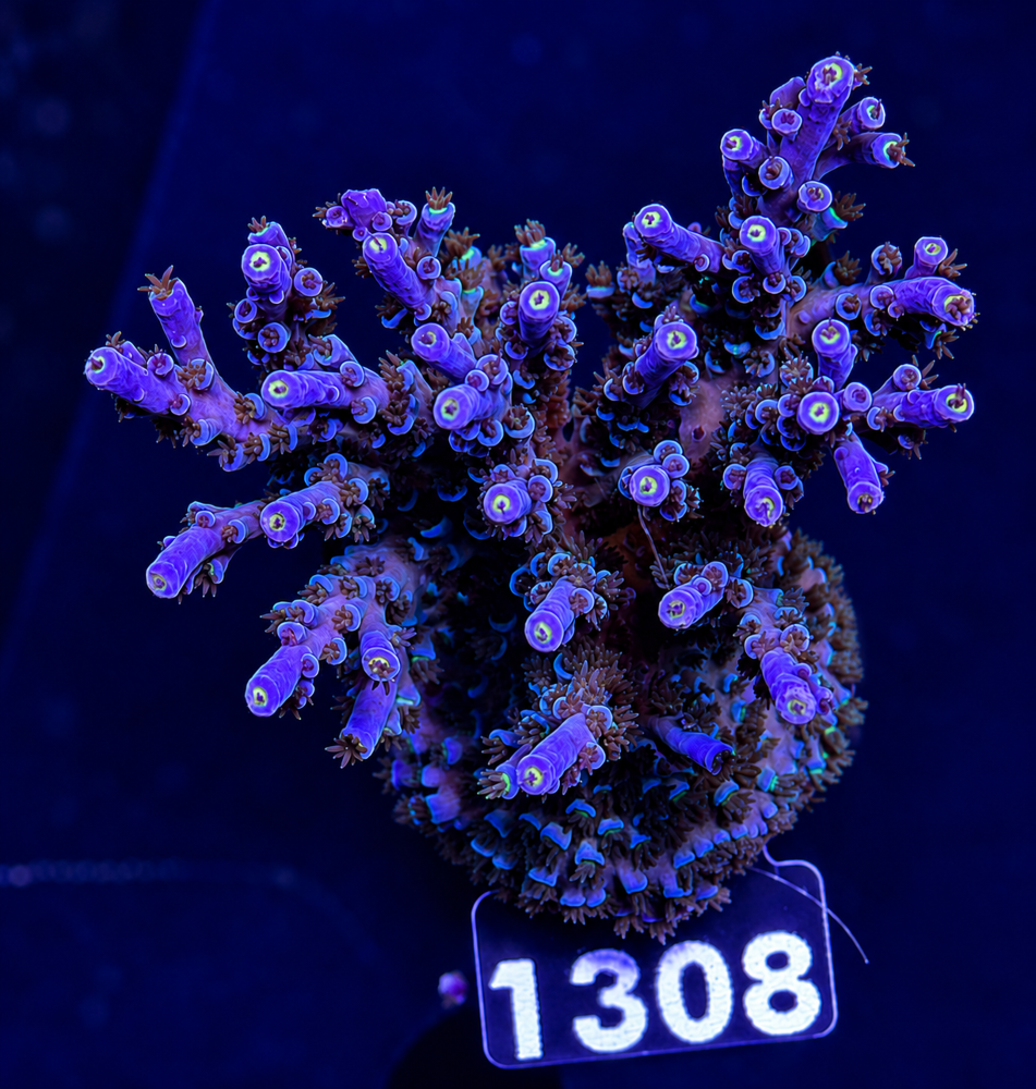 SciReef Acropora kenti Grade 1 Unique