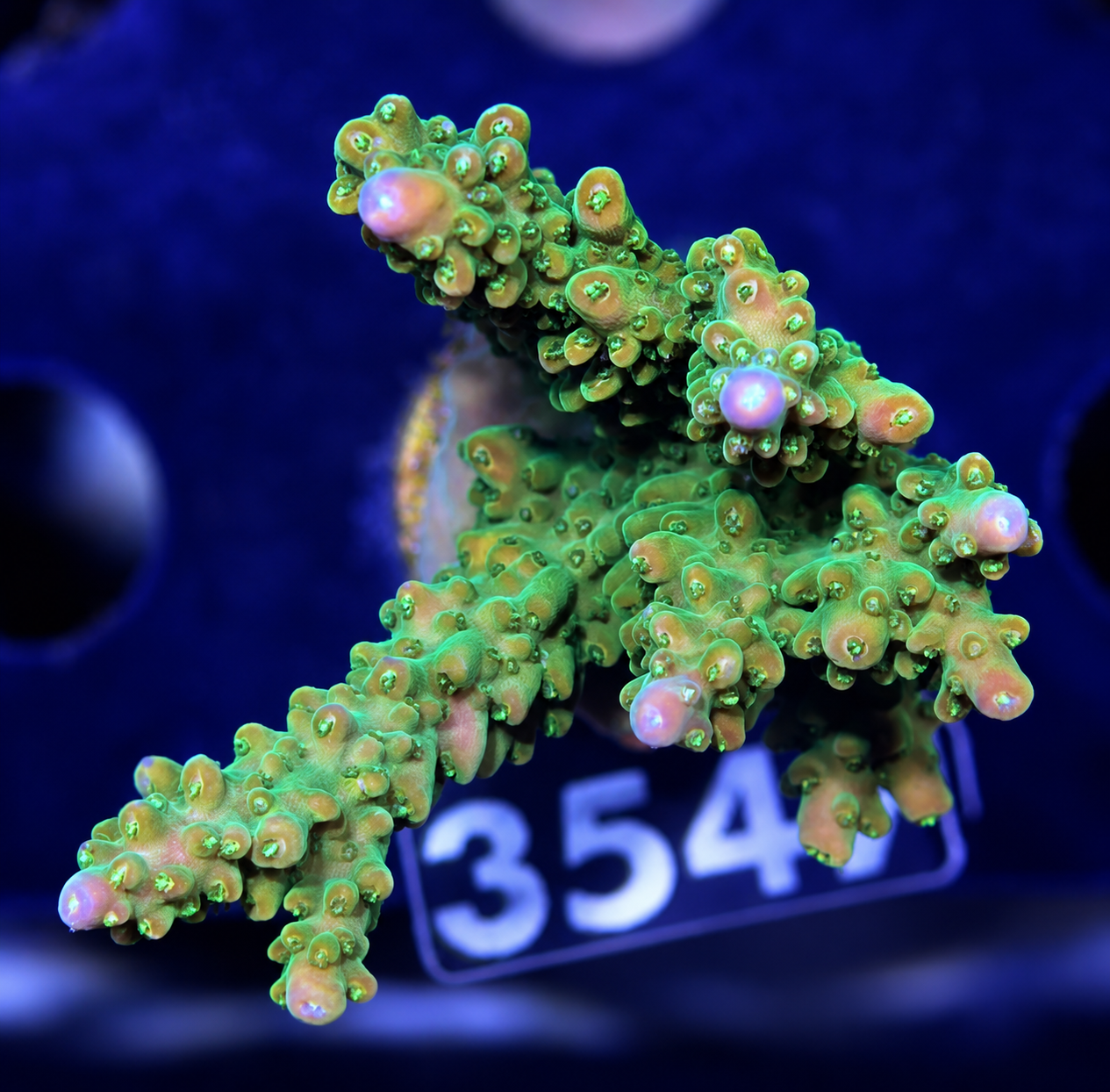 FMC Acropora Sour Patch
