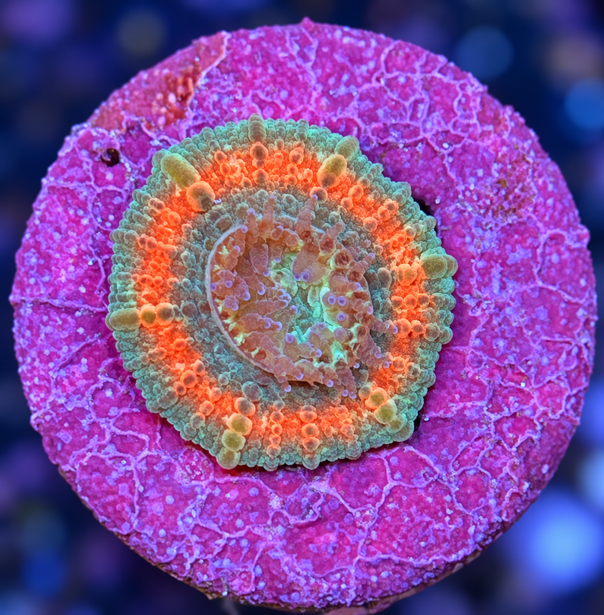 SciReef Trachyphyllia geoffroyi Size 2