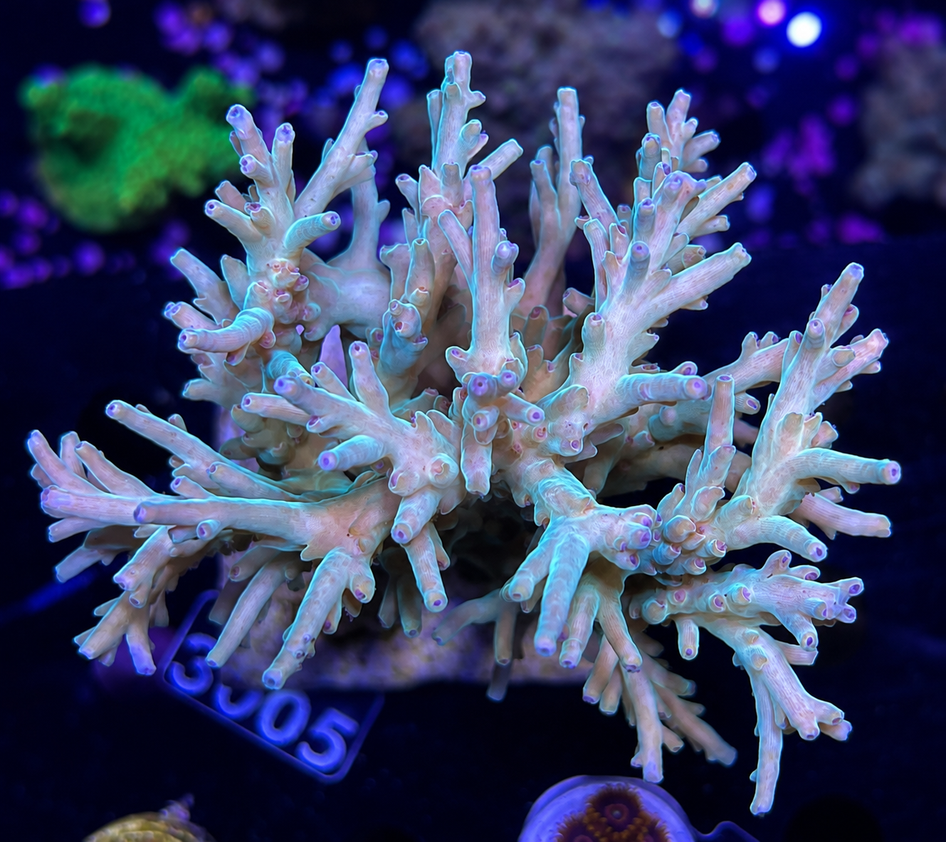 FMC Acropora caroliniana