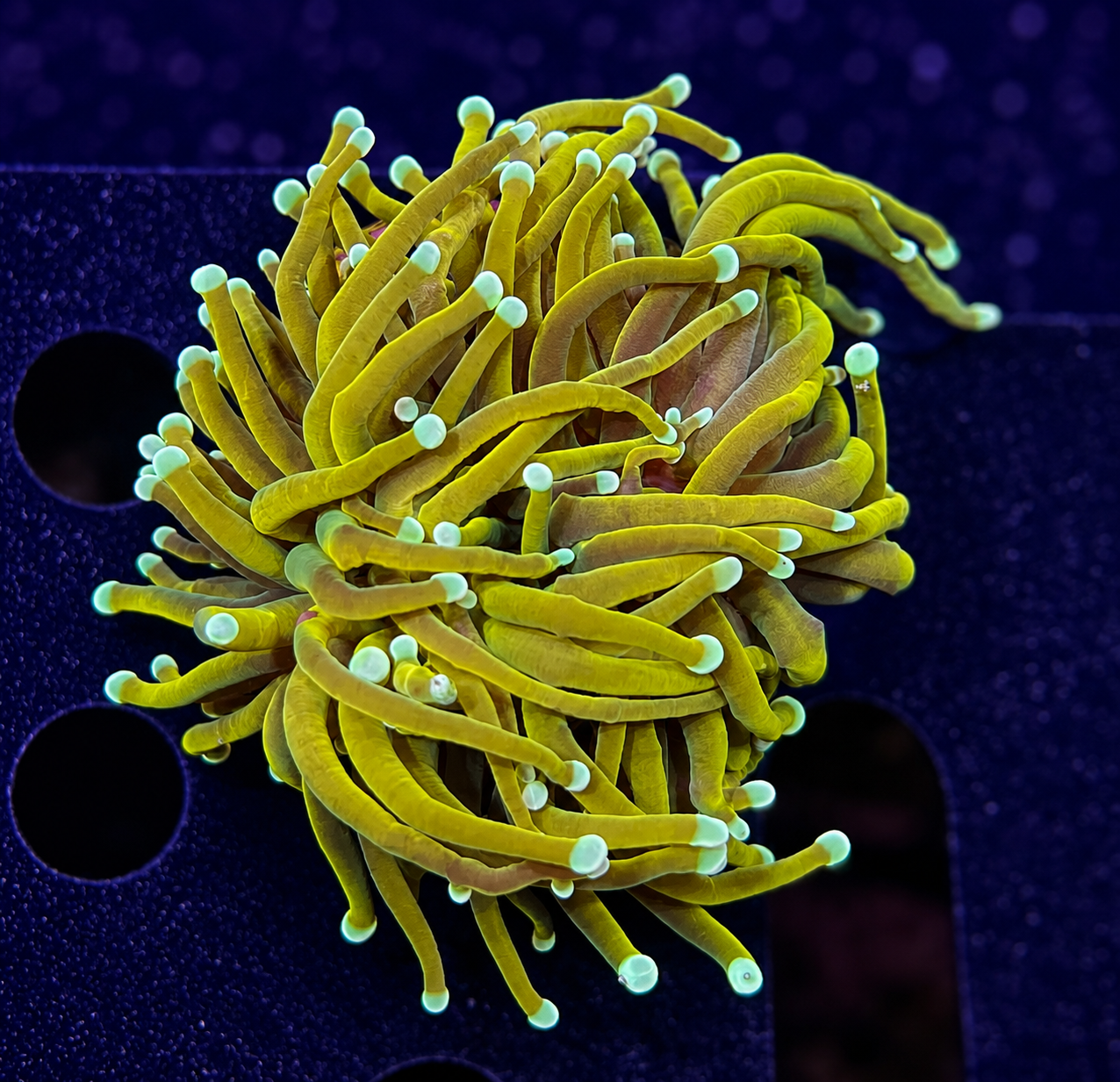 FMC Euphyllia glabrescens torch 24k