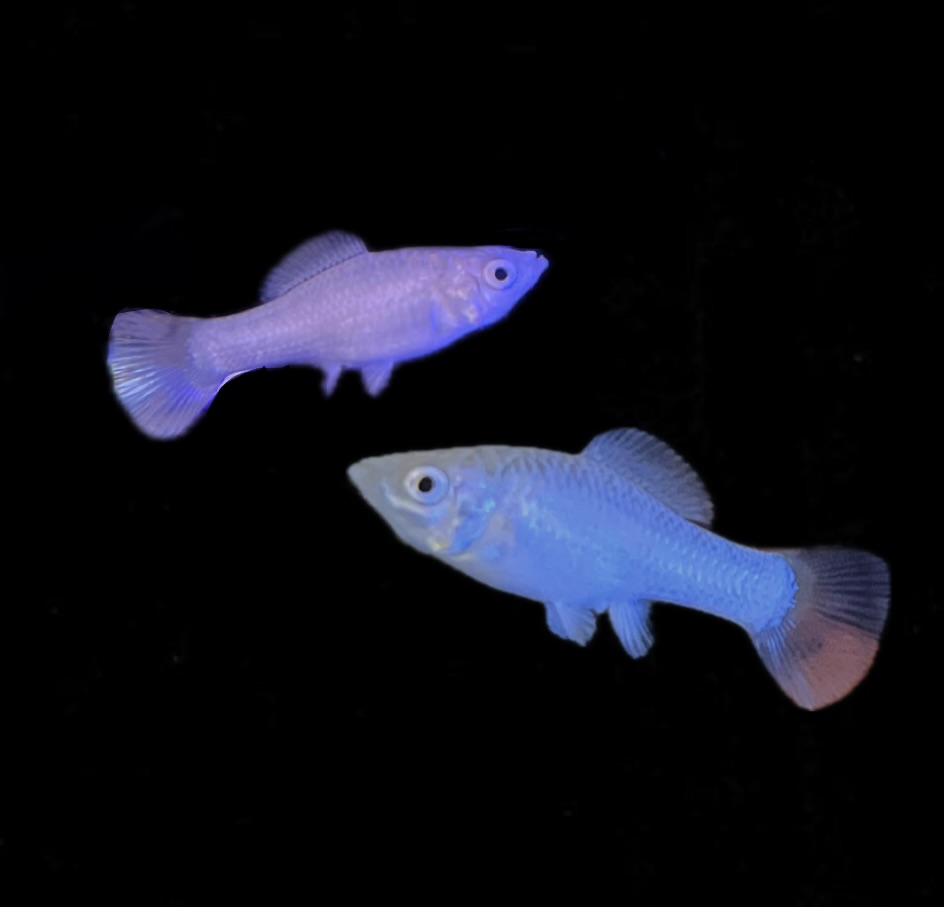 Poecilia latipinna Silber - Silber-Molly (NZ Salzwasser)