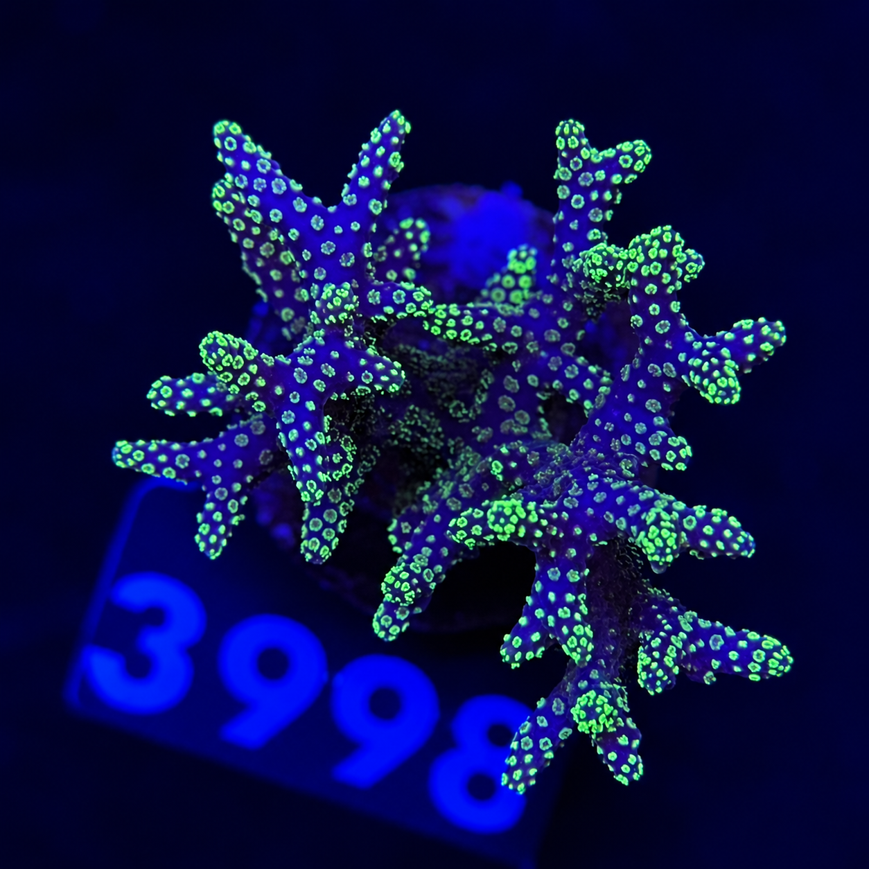 FMC Seriatopora pinki green polyps