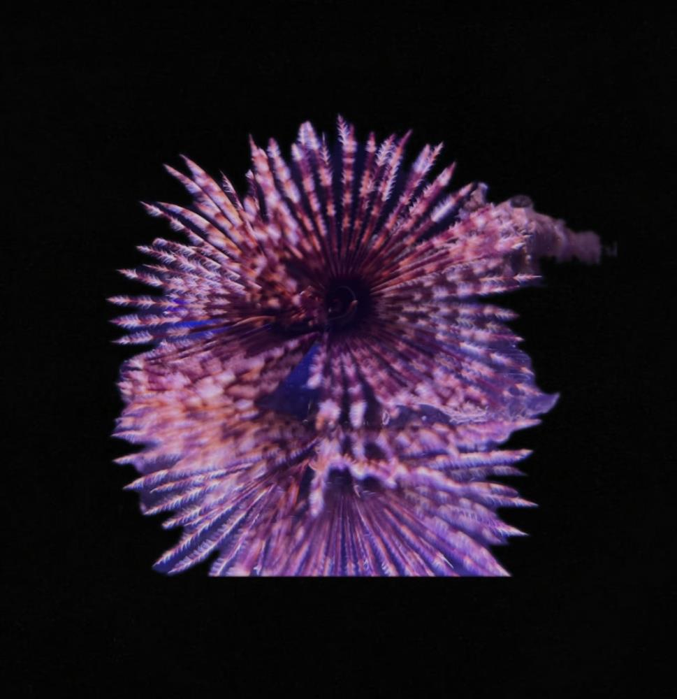 Sabellastarte - Indica M/L